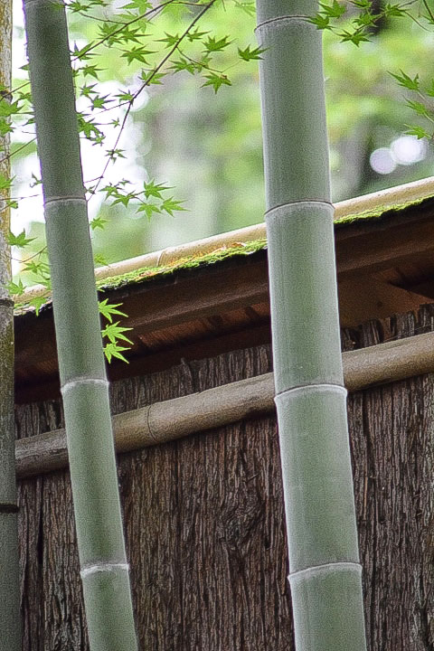 竹林と杉の皮