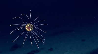 new-jellyfish-mariana-trench.jpg