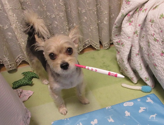1H01 歯ブラシ 0731