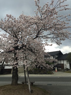 天童荘ガーデンカフェ 桜