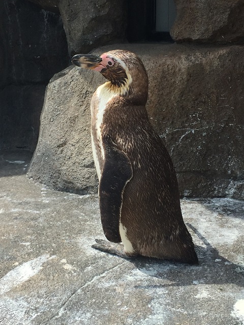 仙台うみの杜水族館 ペンギン6