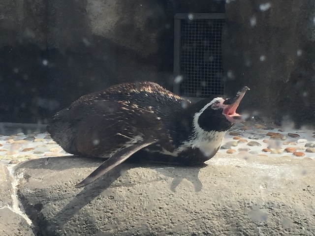 仙台うみの杜水族館 ペンギン1