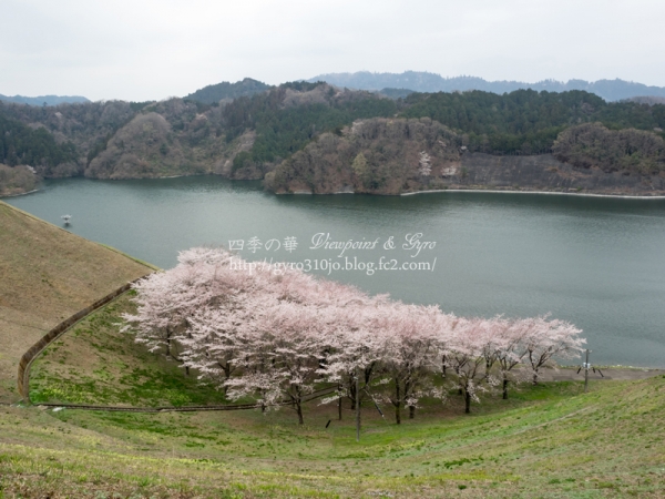 城山湖の桜　G