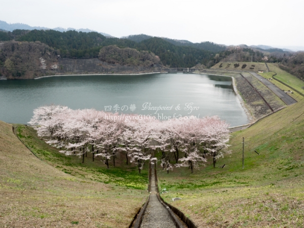 城山湖の桜　F