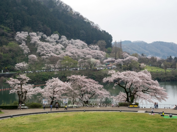 津久井湖の桜　I