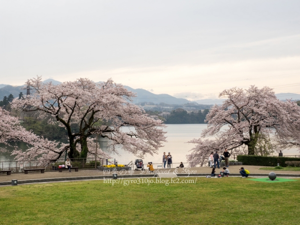 津久井湖の桜　Ｊ