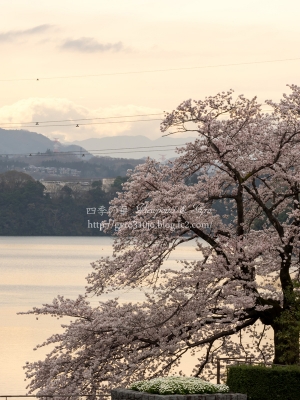 津久井湖の桜　L