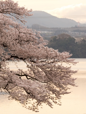 津久井湖の桜　K