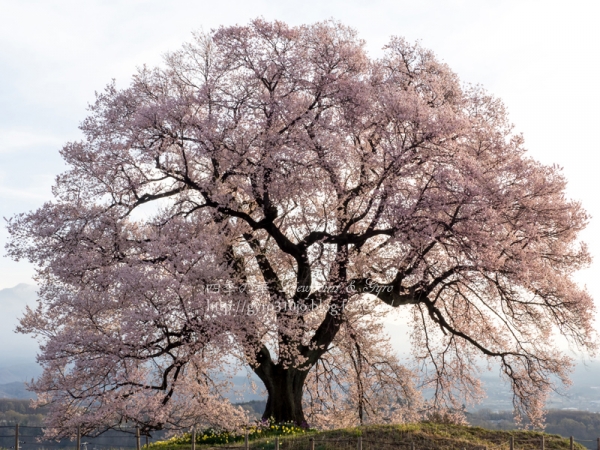 わに塚の桜 A