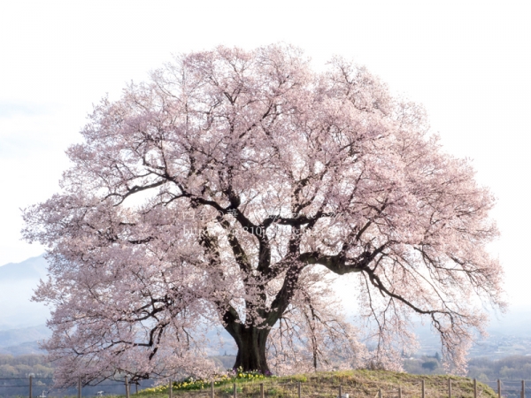 わに塚の桜 G