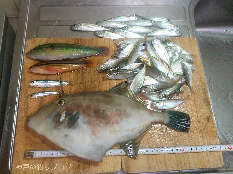 初 良型ウマヅラハギゲットーー 神戸明石の釣りブログ