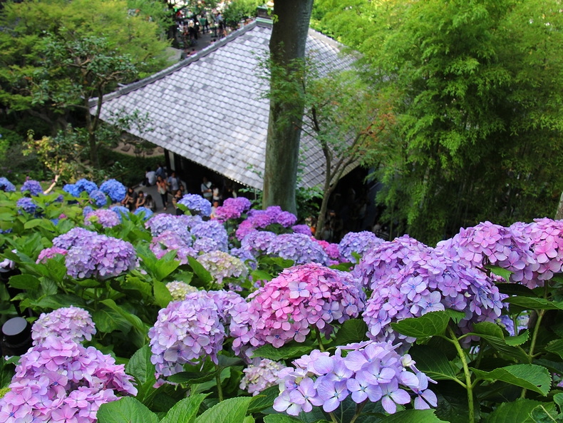 あじさい散策路の絶景 鎌倉・長谷寺 あじさい散策路の絶景 鎌倉・長谷寺