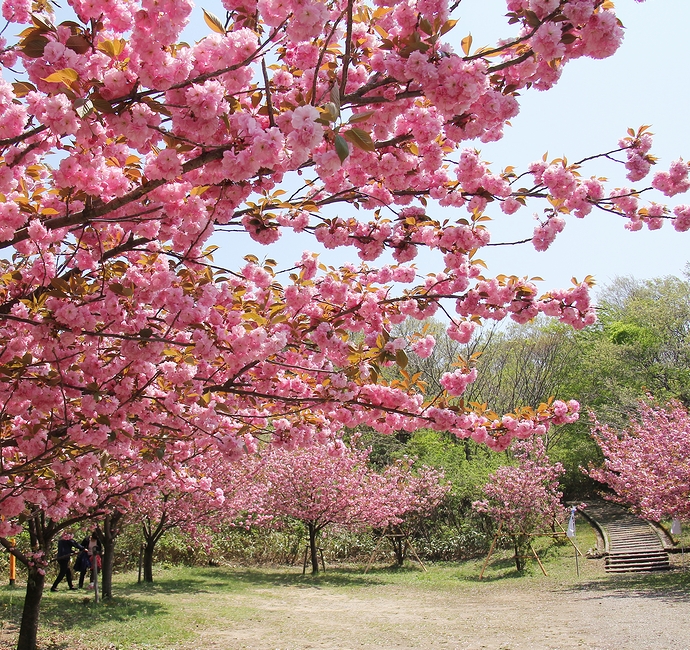 倶利伽羅峠・倶利迦羅不動寺の八重桜／源平合戦の舞台を彩る6000本の桜たち