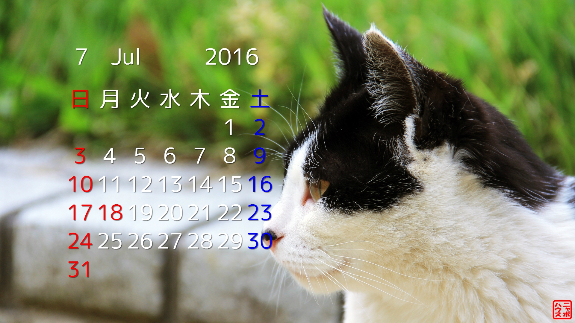 7月の 猫 デスクトップカレンダー 聞き耳を立てるシロクロさん ニャポハウス