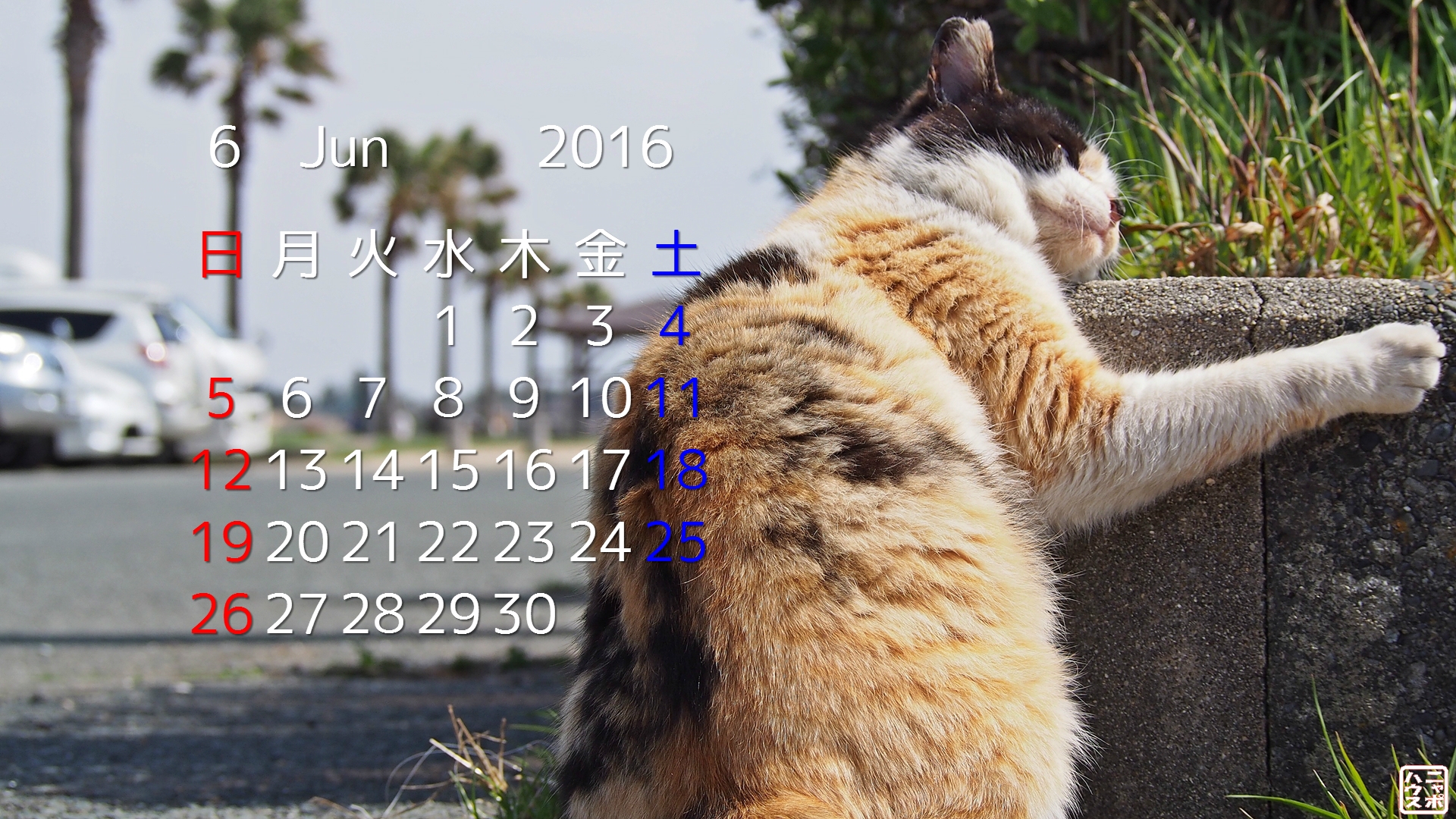 6月の 猫 デスクトップカレンダー 首が痒いんだニャ のミケさん ニャポハウス