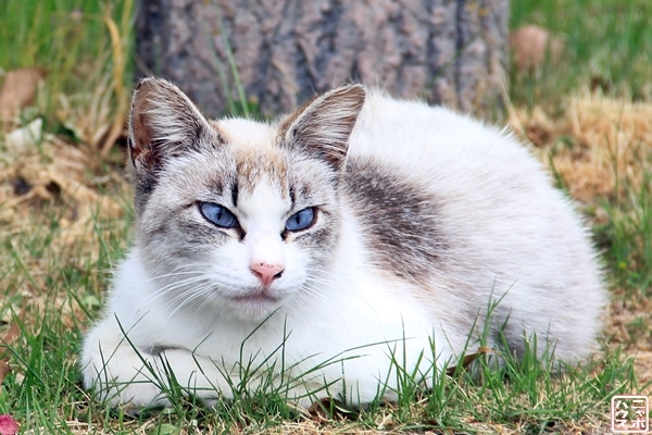 宝石の様な目なんだニャ 青い目の猫さん ニャポハウス
