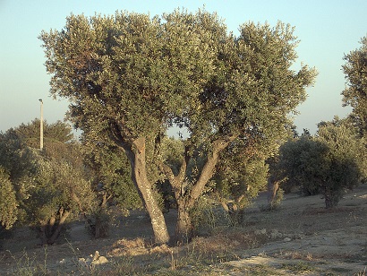 オリーブの樹