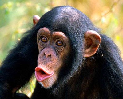 知のビッグバンで判明！　～　実は、チンパンジーは人間よりも優れていた