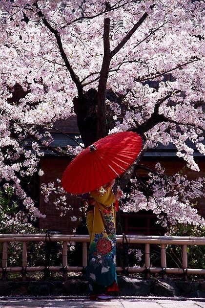 日本　桜　着物　女性