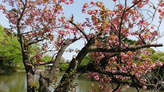 八幡宮の八重桜