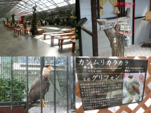 掛川鳥9