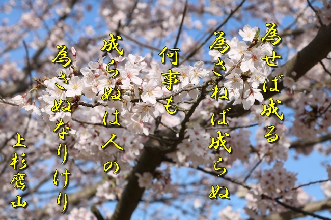 明石城公園桜2016 179