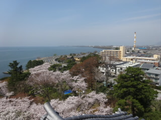長浜城と豊公園の桜